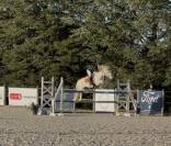 Caballo entero Connemara En venta 2017 Tordo por ICE AND FIRE D'ALBRAN