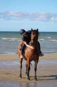 Poney Français de selle 16 ans 