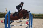 Poney Français de selle 16 ans 