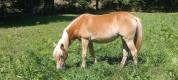 Pouliche haflinger PP LUX père Morgenstern LIZ