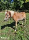Pouliche haflinger PP LUX père Morgenstern LIZ