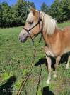 Pouliche haflinger PP LUX père Morgenstern LIZ
