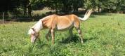 Pouliche haflinger PP LUX père Morgenstern LIZ