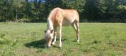 Pouliche haflinger PP LUX père Morgenstern LIZ