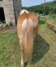 Haflinger jument gestante 5 ans pré debourée