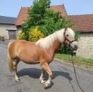 Haflinger jument gestante 5 ans pré debourée