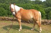 Haflinger jument gestante 5 ans pré debourée