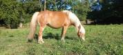 Haflinger jument gestante 5 ans pré debourée