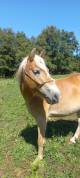 Haflinger jument 5 ans pré debourée