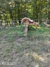Haflinger jument 5 ans pré debourée