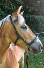 Haflinger jument 5 ans pré debourée