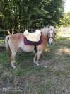Haflinger jument 5 ans pré debourée