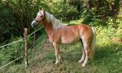 Haflinger jument 5 ans pré debourée