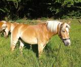 Haflinger jument 5 ans pré debourée