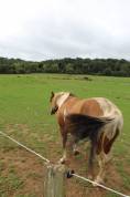 Poulain paint horse plein papiers