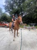 Poney obstacle 