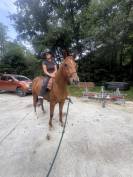 Poney obstacle 