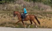 Très bon jeune cheval de dressage
