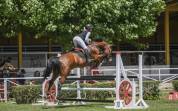 Caballo de salto 14 años 