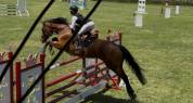 Caballo de salto 14 años 