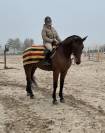 Caballo de salto 14 años 