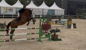 Caballo de salto 14 años 