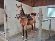 JUMENT 4 ans Isabelle