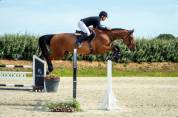 Top hongre 5 ans Z 