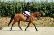 Top hongre 5 ans Z 