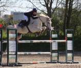 Cheval à vendre