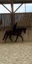 Cheval à vendre par NAVAHO DU PUY X QUERIDA DIMAVI
