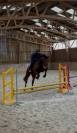 Cheval à vendre par NAVAHO DU PUY X QUERIDA DIMAVI