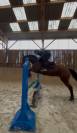 Cheval à vendre par NAVAHO DU PUY X QUERIDA DIMAVI