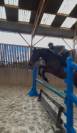 Cheval à vendre par NAVAHO DU PUY X QUERIDA DIMAVI