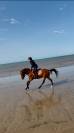 poney 3 ans pfs sport/élevage