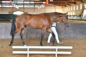 Puledro vendesi 