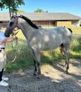 Jolie et sympa jument de 3 ans et demi, 155 cm