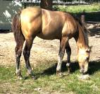 ⭐️NRPS allround hengst met 1e Premie mooi  karakter⭐️