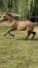 ⭐️NRPS allround hengst met 1e Premie mooi  karakter⭐️
