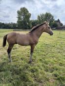 ⭐️NRPS allround hengst met 1e Premie mooi  karakter⭐️