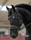 Frison 7 ans 