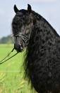 Frison 7 ans 