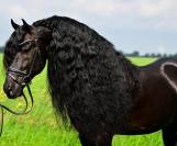 Frison 7 ans 