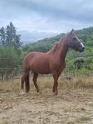 Poney Welsh Cob OC