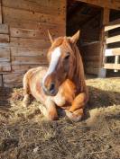 Poney Welsh Cob OC