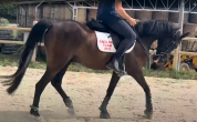 Pony sportivo Irlandese di 7 anni
