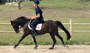 Pony sportivo Irlandese di 7 anni