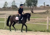 Pony sportivo Irlandese di 7 anni