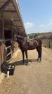 Pony sportivo Irlandese di 7 anni