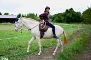Jument Pur Sang Lusitanienne 5 ans.